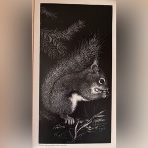John von der Heide Squirrel Art Print